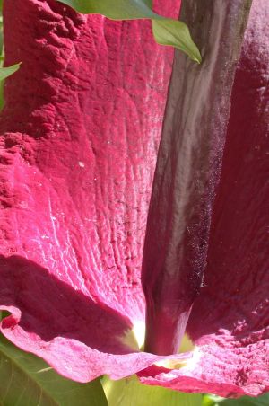 Dragon arum flower