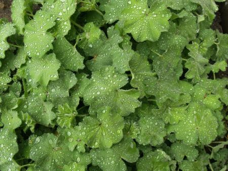 Lady's mantle (Alchemilla mollis)