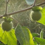 datura_seed_pods