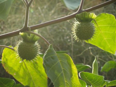 Seed pods of the downy thornapple (Datura metel)