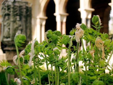 Royal fern (Osmunda regalis) fiddleheads