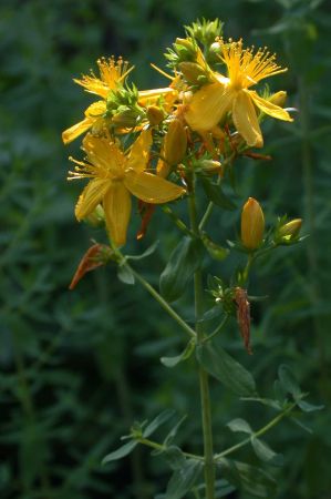 St. John's Wort