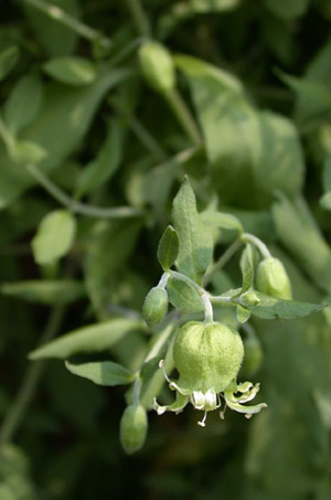 Cucubalus baccifer in flower