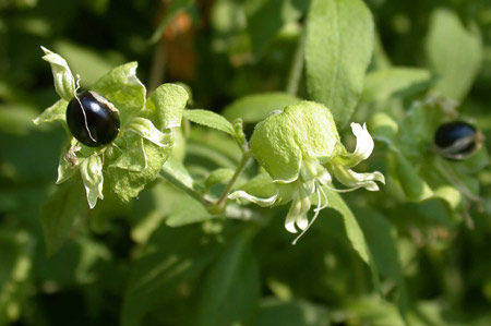 Cucubalus baccifer in fruit