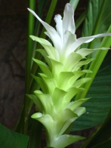 Curcuma longa in flower