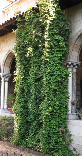 Hop Bines in Bonnefont Cloister