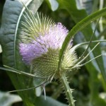 Detail of Dipsacus fullonum