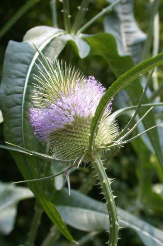 Detail of Dipsacus fullonum