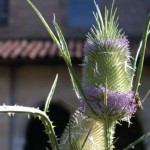 Dipsacus fullonum