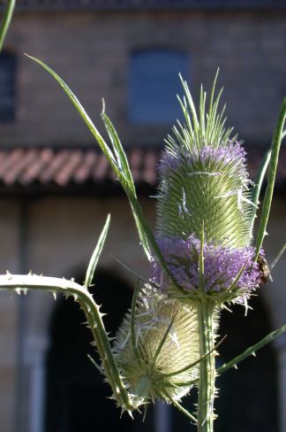 Dipsacus fullonum