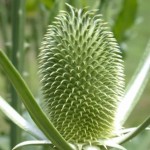 Dipsacus sativus