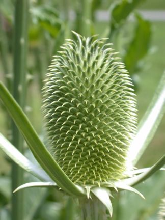 Dipsacus sativus