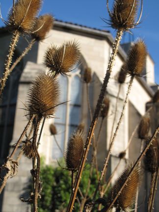 Dipsacus