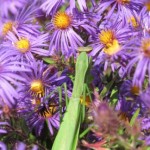 Mantis in Cuxa Garden