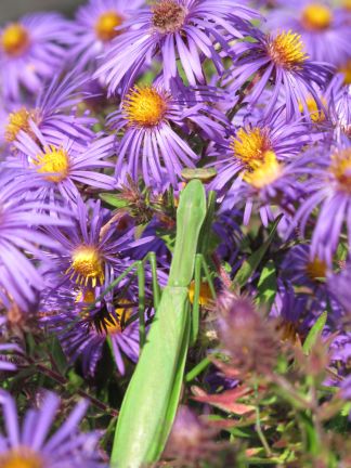 Mantis in Cuxa Garden