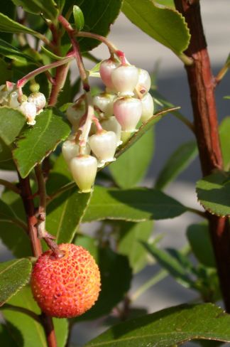 Detail of Arbutus unedo in fruit and flower