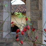 Rose hips in Bonnefont Cloister