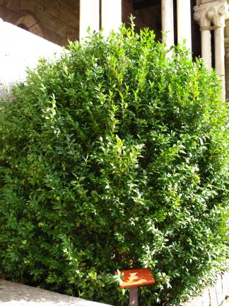 fast growing deciduous shrubs for florida