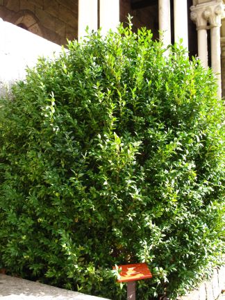 Boxwood Shrub