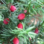 Fruit of the Yew Tree