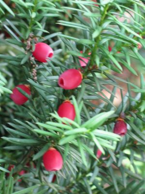 Fruit of the Yew Tree