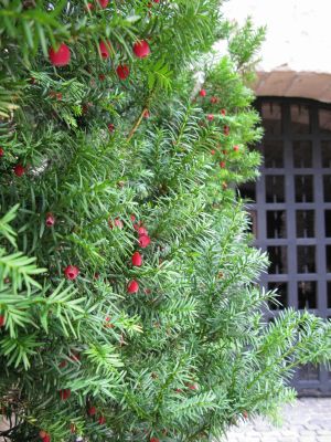 Yew Tree at The Cloisters