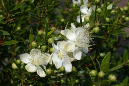 Myrtle Blossoms