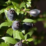 Fruits of the Myrtle