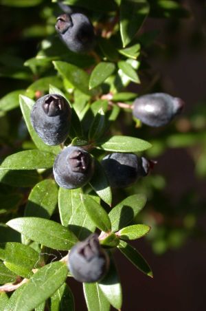 Fruits of the Myrtle