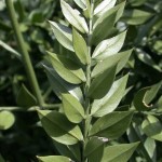 Ruscus aculeatus