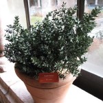 Ruscus aculeatus