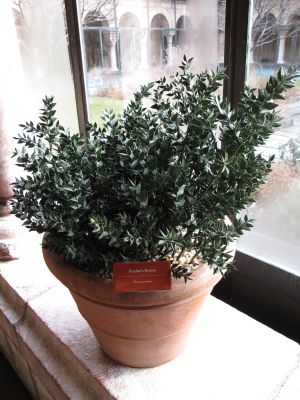 Ruscus aculeatus in Cuxa Cloister