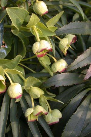 Helleborus foetidus