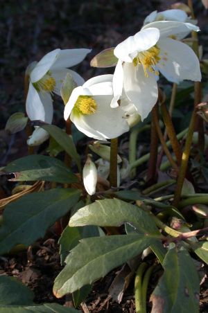 Helleborus niger