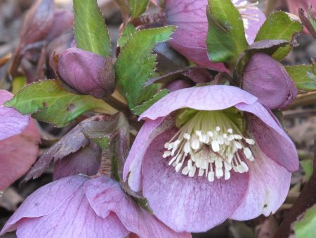 Helleborus orientalis