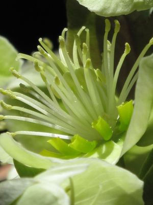 Helleborus niger