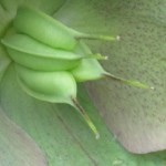 Helleborus seed capsules