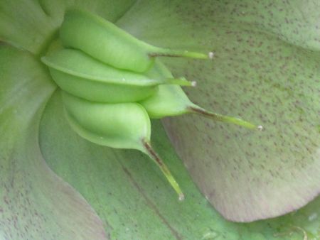 Helleborus seed capsules