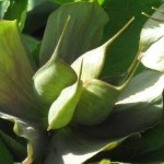 Helleborus