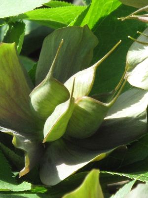 Helleborus