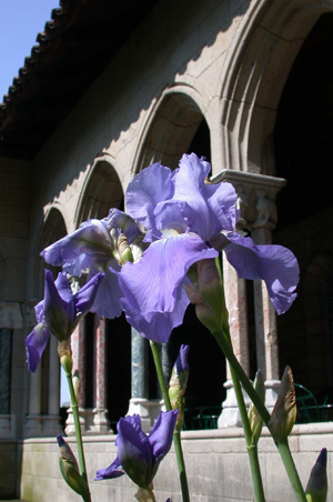 Iris pallida uncropped