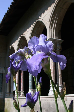 Iris pallida