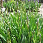Iris species