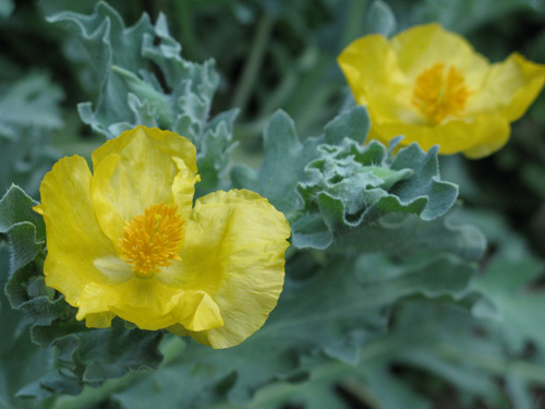 Glaucium flavum