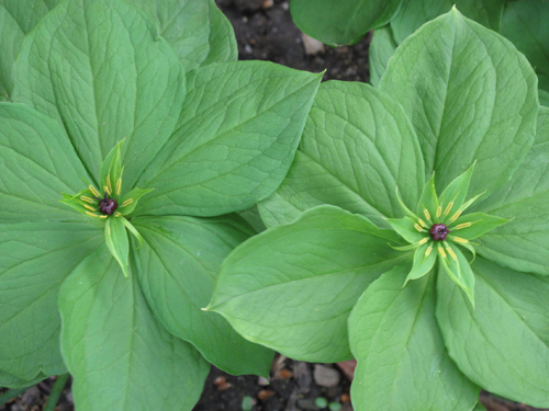 Paris quadrifolia