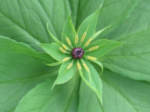 Paris quadrifolia flower