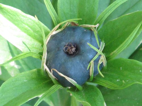 Paris quadrifolia fruit