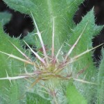 Blessed thistle spines