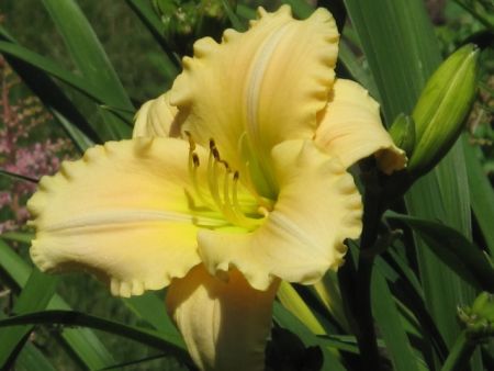 Hemerocallis 'Jane Hayward'