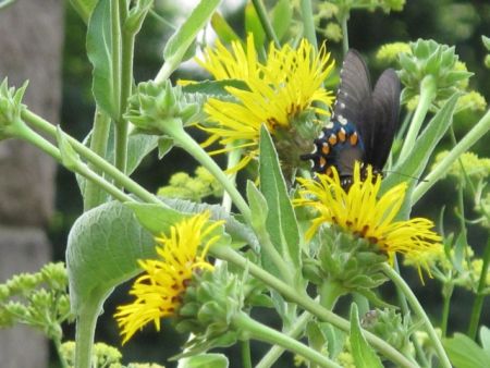 Inula helenium detail